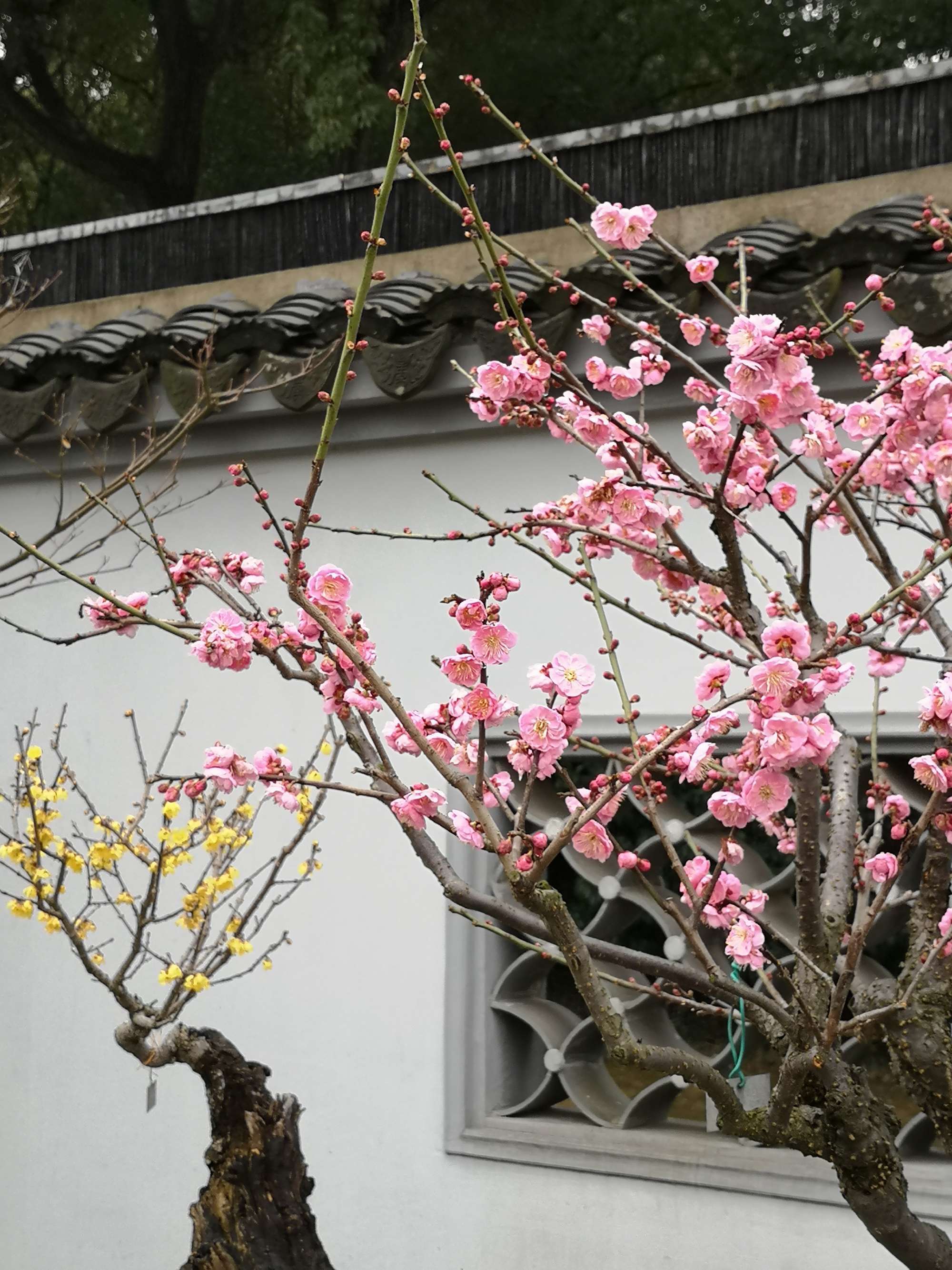 衡阳梅花院子图片