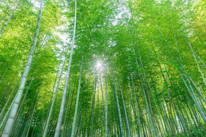 真实山水风景图片竹林图片